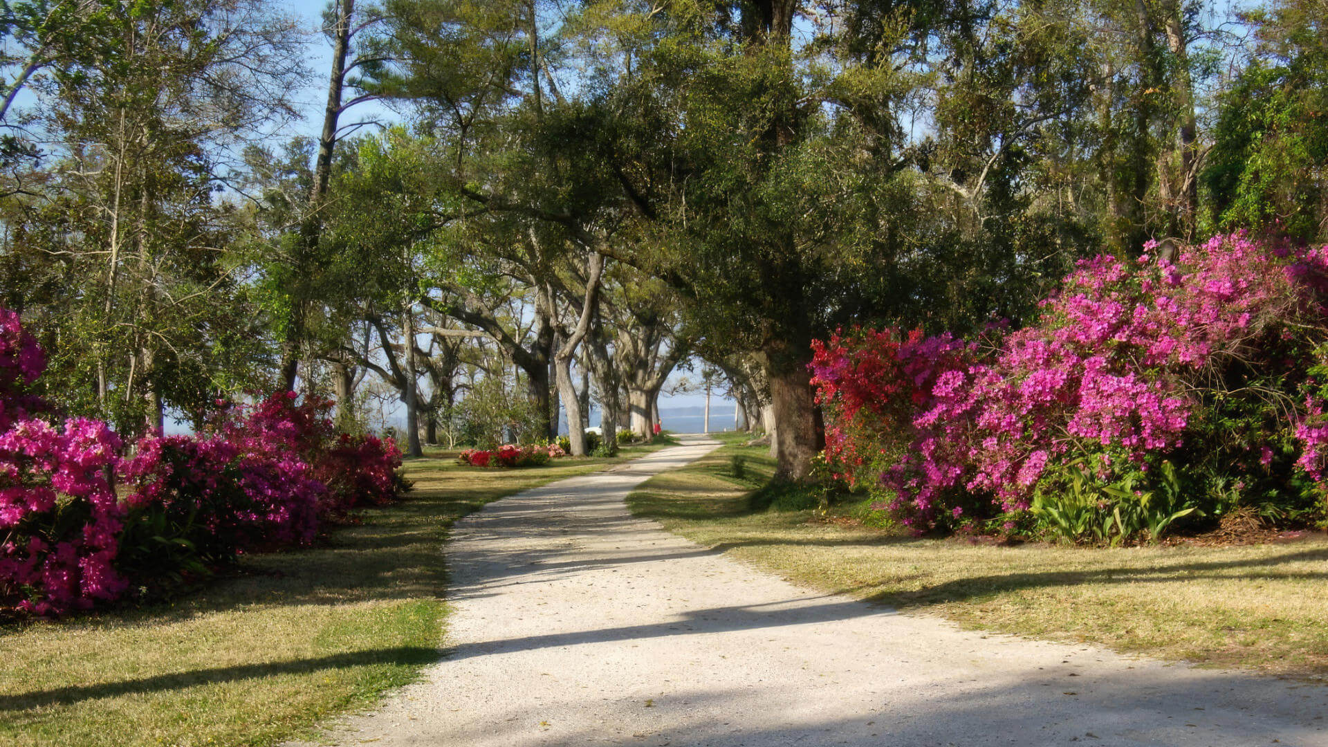 Live Oaks Bike Path
