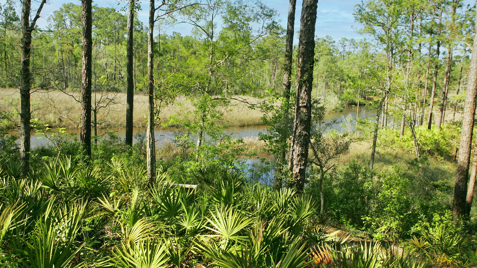 Mississippi Sandhill Crane National Wildlife Refuge