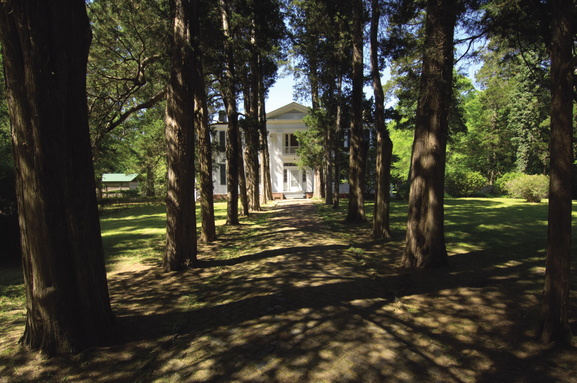 Rowan Oak